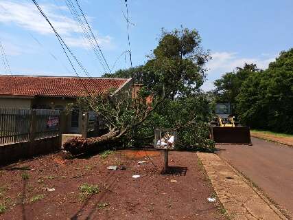 Temporal derruba &aacute;rvores em 5 regi&otilde;es da cidade ap&oacute;s ventos de at&eacute; 80 km/h