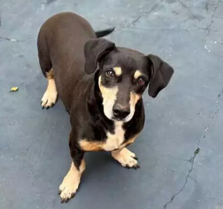 Tutora procura por Trovão, cãozinho idoso e com tumor no baço Tutora procura por Trovão, cãozinho idoso e com tumor no baço