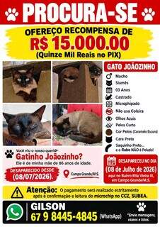 “Temos esperança”: recompensa por gato Joãozinho chega a R$ 15 mil “Temos esperança”: recompensa por gato Joãozinho chega a R$ 15 mil