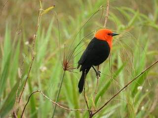 Parque de MS fica em 2&ordm; no Pa&iacute;s em n&uacute;mero de esp&eacute;cies de aves registradas