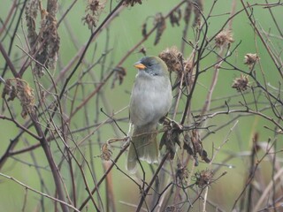 Parque de MS fica em 2&ordm; no Pa&iacute;s em n&uacute;mero de esp&eacute;cies de aves registradas