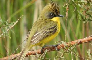 Parque de MS fica em 2&ordm; no Pa&iacute;s em n&uacute;mero de esp&eacute;cies de aves registradas