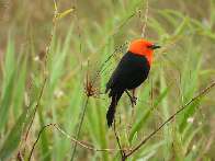 Parque de MS fica em 2&ordm; no Pa&iacute;s em n&uacute;mero de esp&eacute;cies de aves registradas