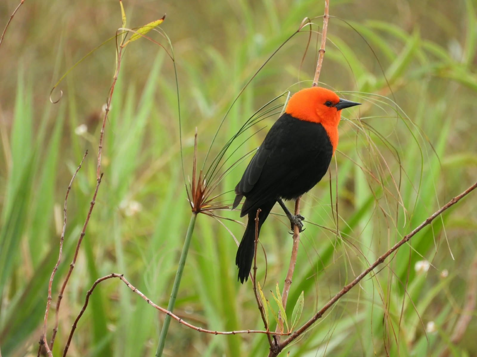 Parque de MS fica em 2º no País em número de espécies de aves registradas
