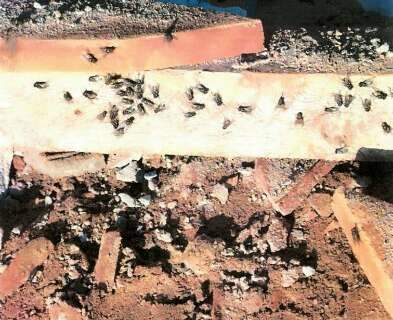 Infesta&ccedil;&atilde;o de moscas e larvas em granja &eacute; alvo de investiga&ccedil;&atilde;o ambiental