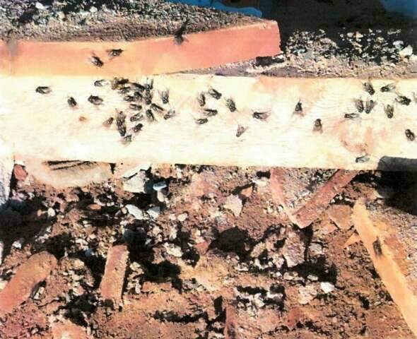 Infesta&ccedil;&atilde;o de moscas e larvas em granja &eacute; alvo de investiga&ccedil;&atilde;o ambiental