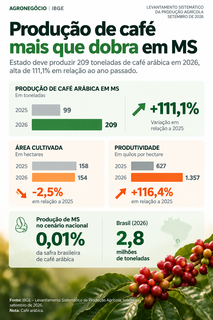 Produção de café mais que dobra em MS, mesmo com menos área cultivada Produção de café mais que dobra em MS, mesmo com menos área cultivada