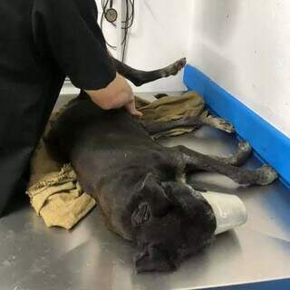 Motorista foge após atropelar cachorro comunitário na região do Tijuca Motorista foge após atropelar cachorro comunitário na região do Tijuca