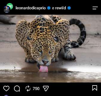 Leonardo DiCaprio compartilha foto de on&ccedil;a-pintada no Pantanal de MS