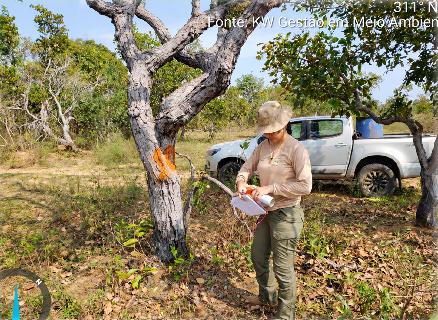 Audi&ecirc;ncia discutir&aacute; retirada de vegeta&ccedil;&atilde;o em quase 7 mil hectares em Corumb&aacute;