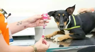 Consult&oacute;rio m&oacute;vel leva atendimento gratuito para c&atilde;es e gatos no Santo Ant&ocirc;nio