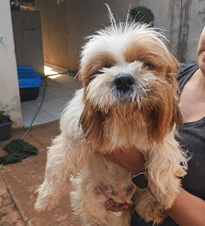 D&oacute;cil e tosada, cadela &eacute; encontrada sozinha no Jardim Parati