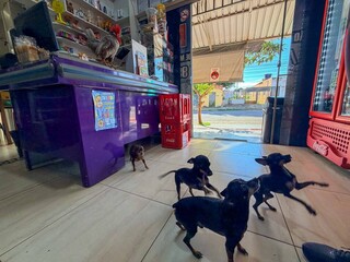 Galo vira mascote de conveni&ecirc;ncia e at&eacute; coloca clientes para correr