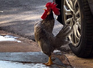 Galo vira mascote de conveni&ecirc;ncia e at&eacute; coloca clientes para correr