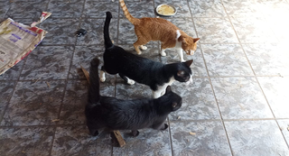 Denúncia leva ao resgate de 17 animais abandonados sem comida e água Denúncia leva ao resgate de 17 animais abandonados sem comida e água