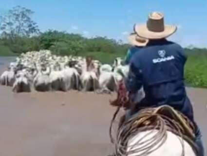 Cheia do Rio Paran&aacute; faz produtores retirarem gado de fazendas em Bataypor&atilde;