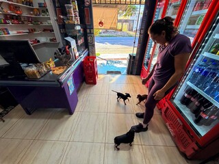 Galo vira mascote de conveni&ecirc;ncia e at&eacute; coloca clientes para correr