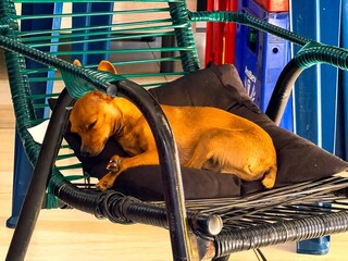 Galo vira mascote de conveni&ecirc;ncia e at&eacute; coloca clientes para correr