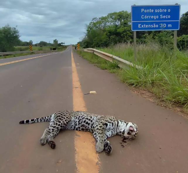 Jaguatirica morre atropelada na MS-382 e guia denuncia mortes frequentes