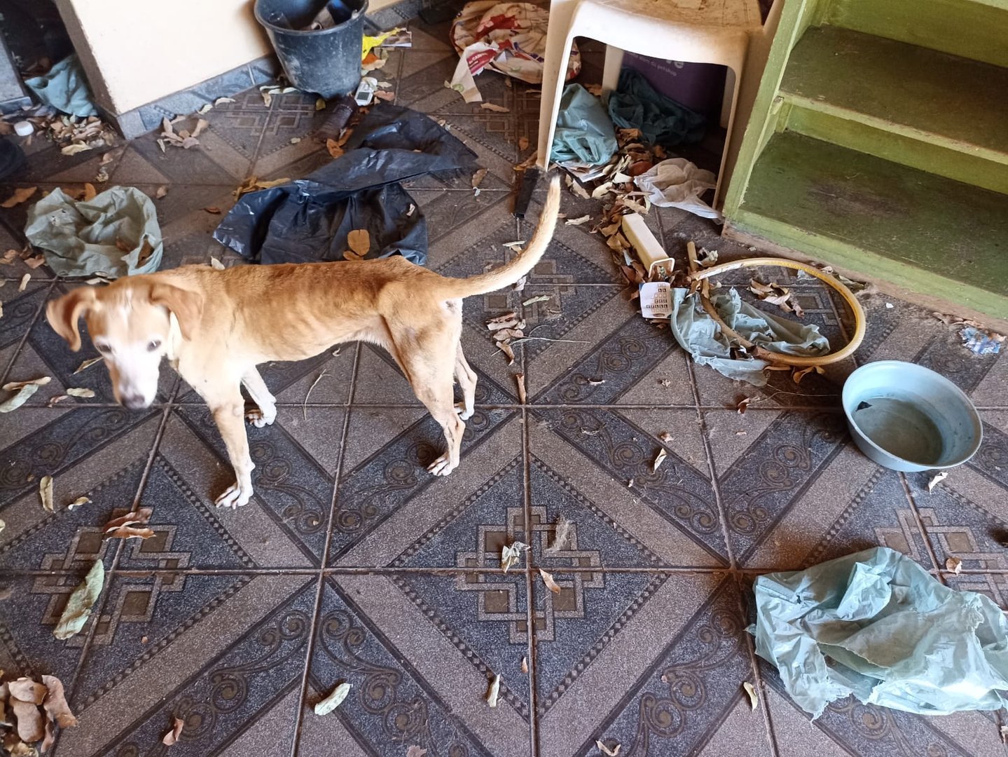 Denúncia leva ao resgate de 17 animais abandonados sem comida e água
