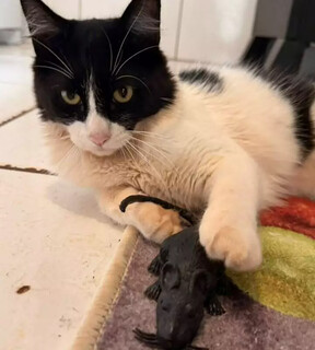 Você viu o Almofadinhas? Família oferece R$ 200 para encontrar gato frajola Você viu o Almofadinhas? Família oferece R$ 200 para encontrar gato frajola