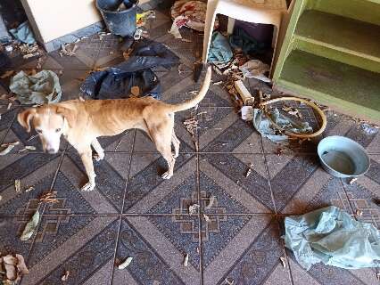 Den&uacute;ncia leva ao resgate de 17 animais abandonados sem comida e &aacute;gua