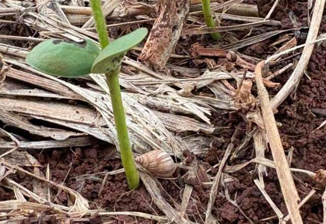 Pragas podem exigir replantio em lavouras de soja de MS