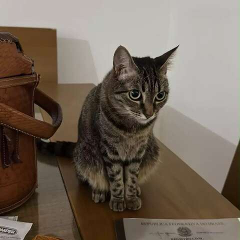 Adotada no CCZ, gata desaparece e tutor busca ajuda para encontr&aacute;-la