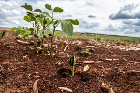 Plantio de soja chega a 32% e j&aacute; supera ritmo da safra anterior