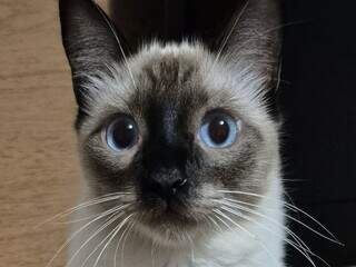 Gato operado desaparece e tutora suspeita de viagem escondida no capô Gato operado desaparece e tutora suspeita de viagem escondida no capô