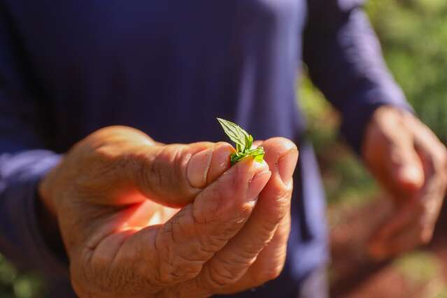 Na UFMS, agricultor e professora trocam saberes para produzir medicamentos