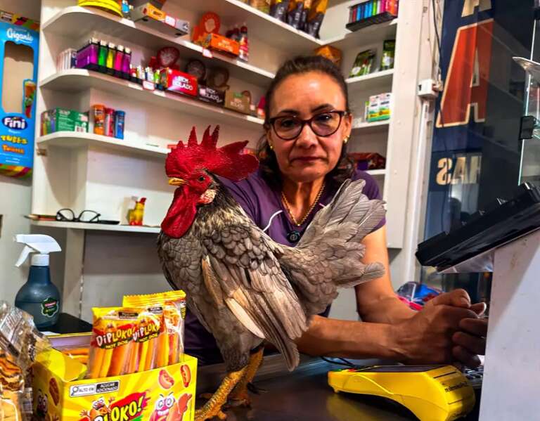 Galo vira mascote de conveniência e até coloca clientes para correr