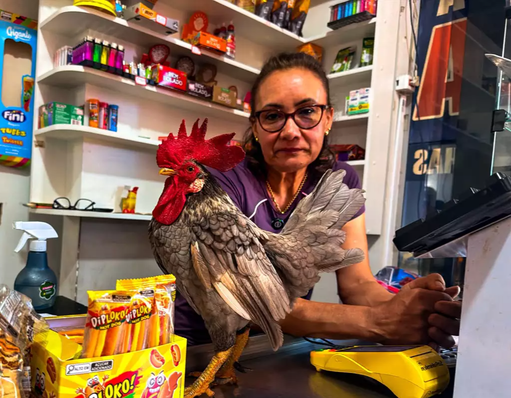 Galo vira mascote de conveniência e até coloca clientes para correr
