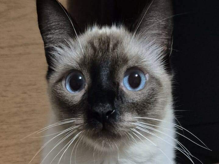 Gato operado desaparece e tutora suspeita de viagem escondida no capô