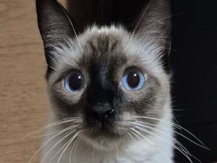 Gato operado desaparece e tutora suspeita de viagem escondida no cap&ocirc;
