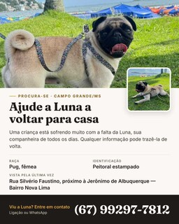 Pug com epilepsia desaparece e fam&iacute;lia pede ajuda para encontr&aacute;-la