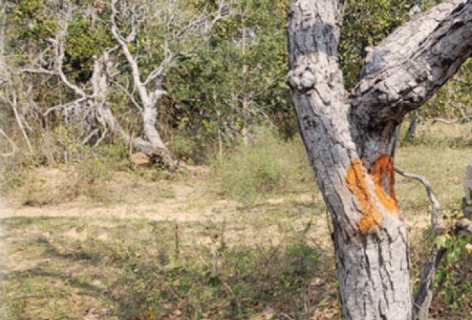 Projeto prev&ecirc; desmatamento no Pantanal de &aacute;rea quase 4 vezes maior que Noronha
