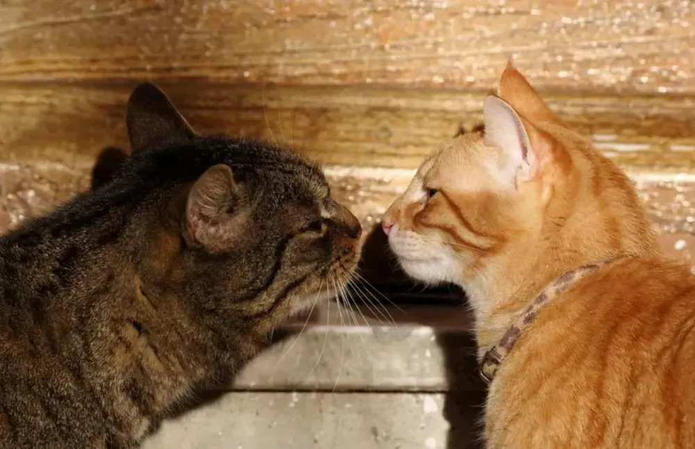 Gatos têm dor ao acasalar? Saiba o motivo de tanto grito no telhado