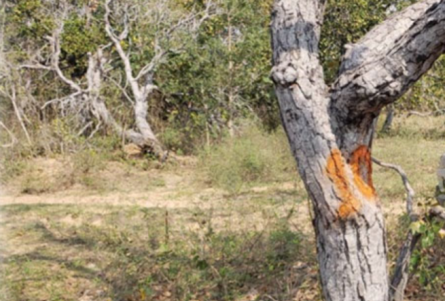 Projeto prev&ecirc; desmatamento no Pantanal de &aacute;rea quase 4 vezes maior que Noronha