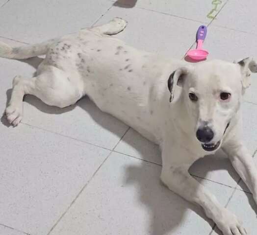 Fam&iacute;lia procura Snoop, que fugiu mancando ap&oacute;s ser atropelado