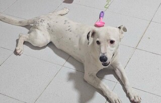 Fam&iacute;lia procura Snoop, que fugiu mancando ap&oacute;s ser atropelado