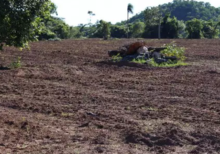 MP apura denúncia de desmatamento e derrubada de árvores em Bonito MP apura denúncia de desmatamento e derrubada de árvores em Bonito