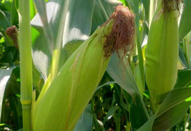 Produ&ccedil;&atilde;o de milho chega a 16,2 milh&otilde;es de toneladas em MS
