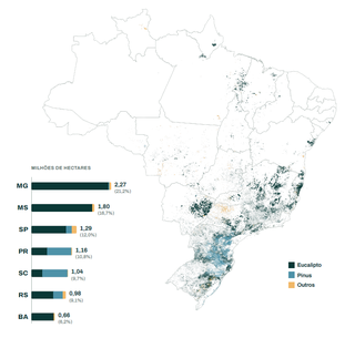 Expans&atilde;o do eucalipto coloca MS atr&aacute;s apenas de MG em florestas plantadas
