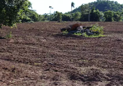 Den&uacute;ncia de desmatamento e derrubada de &aacute;rvores &eacute; apurada pelo MP em Bonito