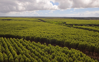 Expans&atilde;o do eucalipto coloca MS atr&aacute;s apenas de MG em florestas plantadas