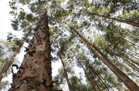 Expans&atilde;o do eucalipto coloca MS atr&aacute;s apenas de MG em florestas plantadas