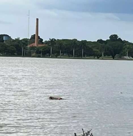 Corpo de homem &eacute; encontrado boiando na Lagoa Maior de Tr&ecirc;s Lagoas