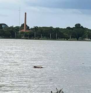 Corpo de homem &eacute; encontrado boiando na Lagoa Maior de Tr&ecirc;s Lagoas