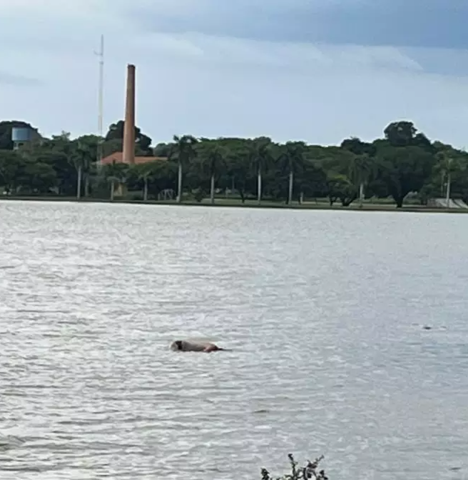 Corpo de homem é encontrado boiando na Lagoa Maior de Três Lagoas